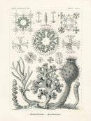 Ernst Haeckel Marine Original Print Marine Life Sertulariae Hydroids