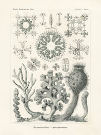 Ernst Haeckel Marine Original Print Marine Life Sertulariae Hydroids