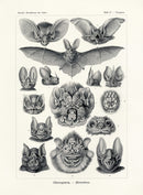 Ernst Haeckel Animal Life Bat - Panteek Antique Prints