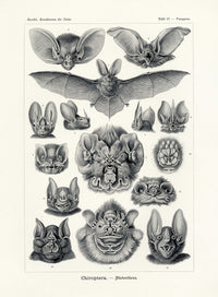 Ernst Haeckel Animal Life Bat - Panteek Antique Prints