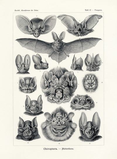 Ernst Haeckel Animal Life Bat