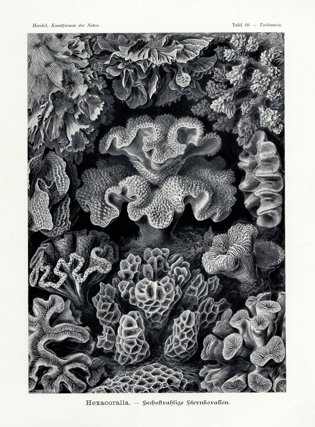 Ernst Haeckel Original Print Marine Life Corals Hexacoralla