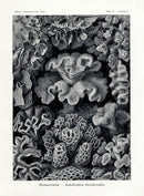 Ernst Haeckel Original Print Marine Life Corals Hexacoralla