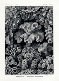 Ernst Haeckel Original Print Marine Life Corals Hexacoralla