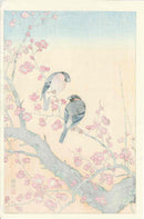 Koson Ohara Plum Blossoms, Japanese Nightingale - Panteek Antique Prints