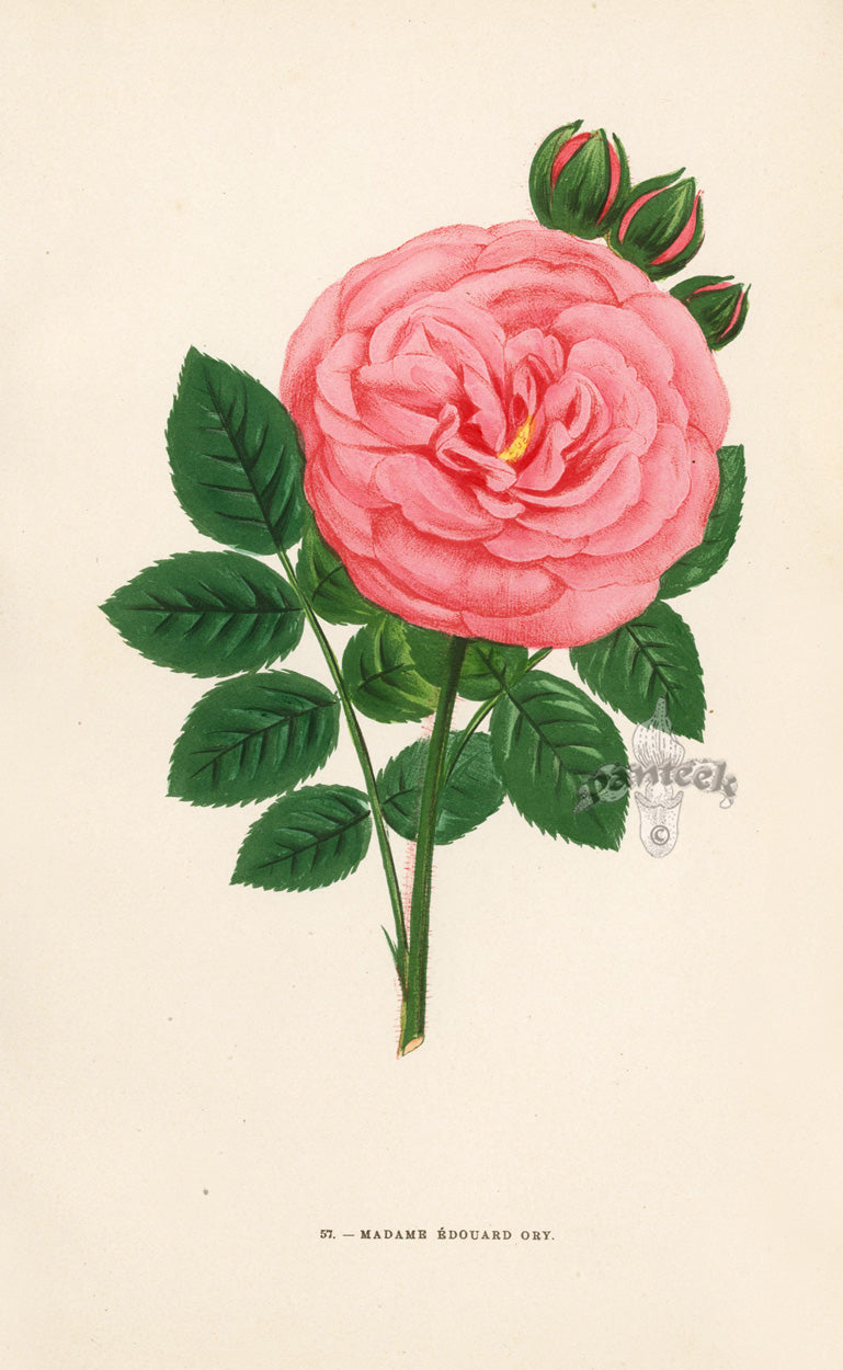 Jamain Rose Prints 1873 Madame Edouard Ory Rose