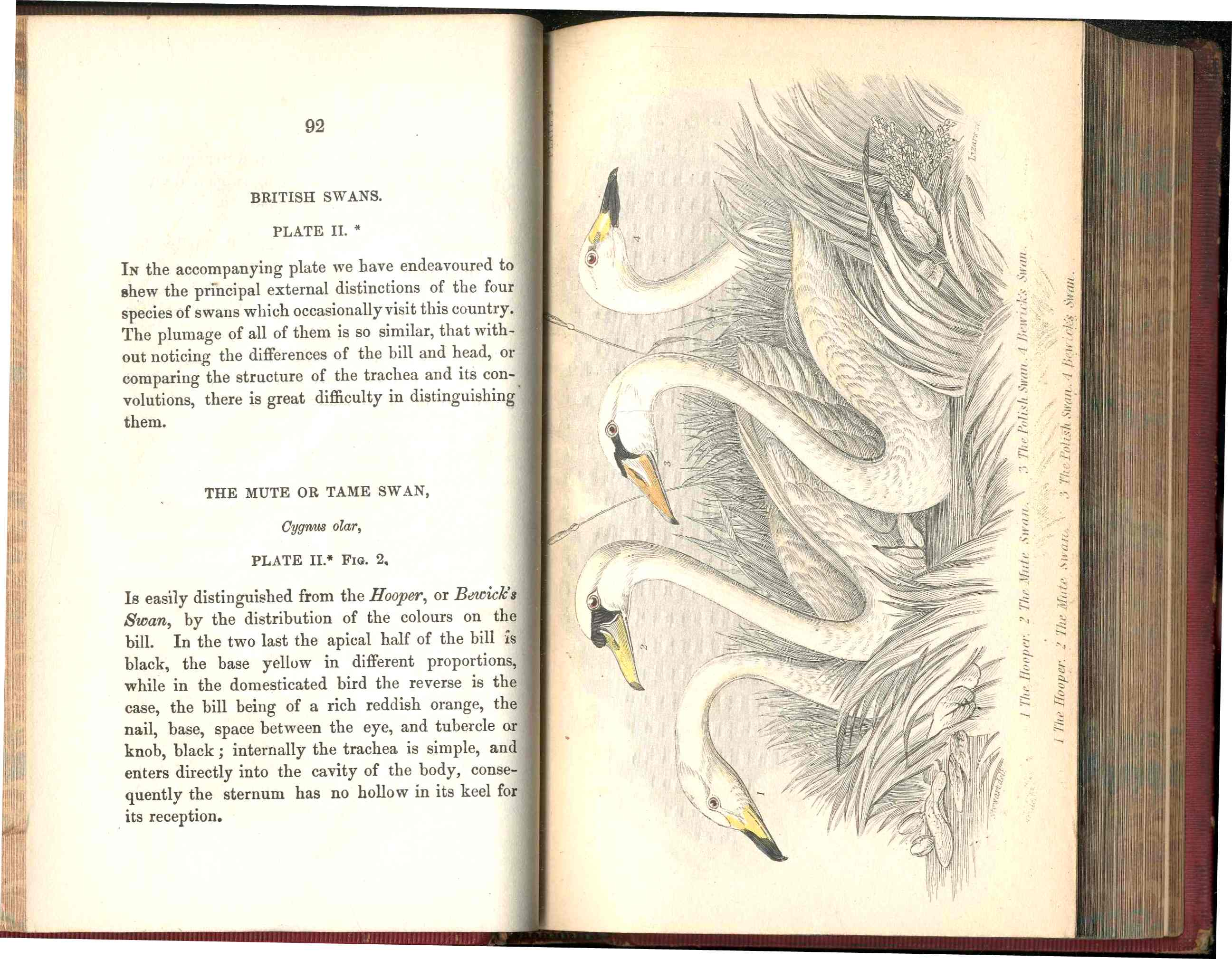 Jardine Naturalist's Library Birds Great Britain 1876 4 Book Set