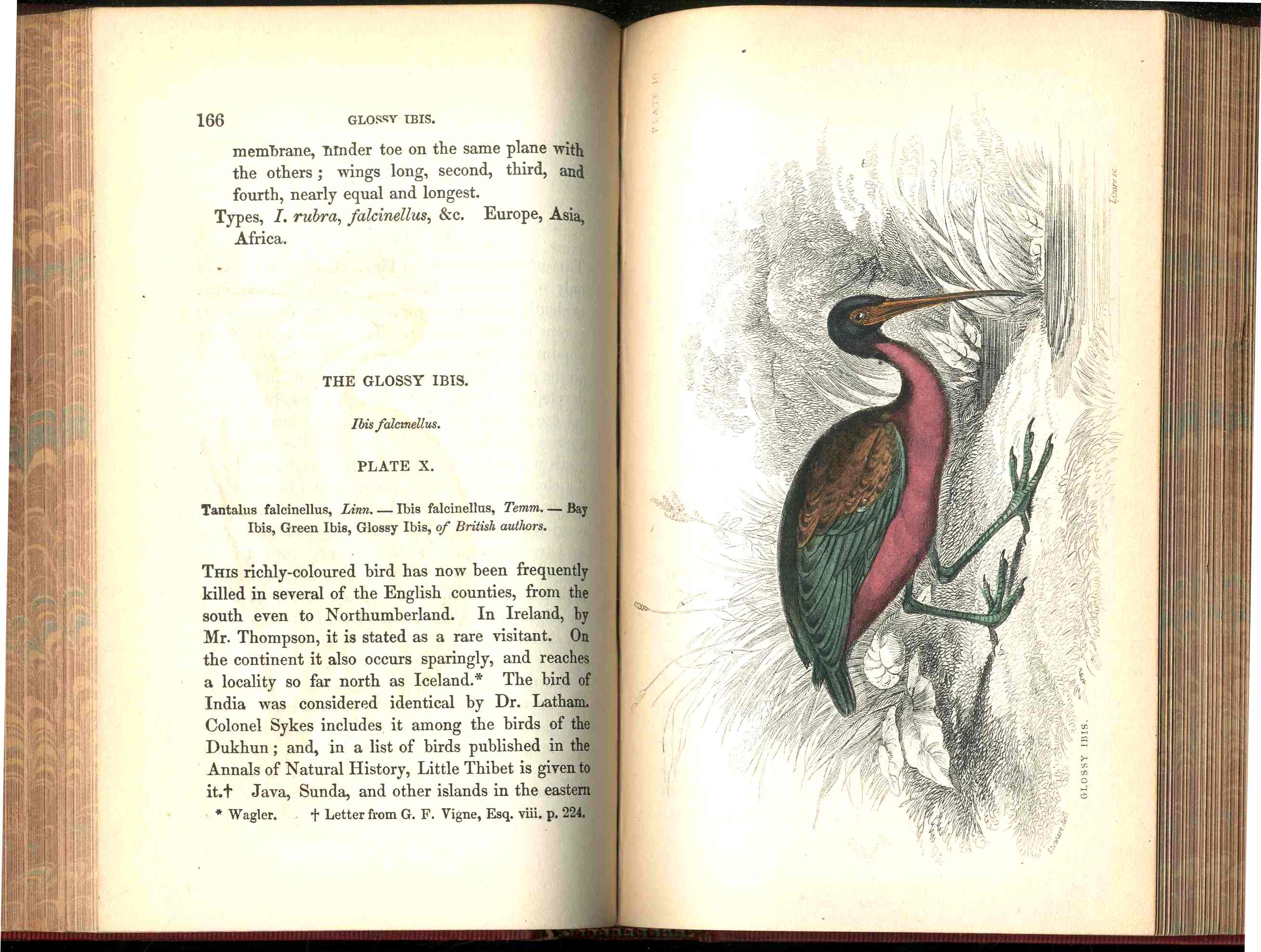 Jardine Naturalist's Library Birds Great Britain 1876 4 Book Set