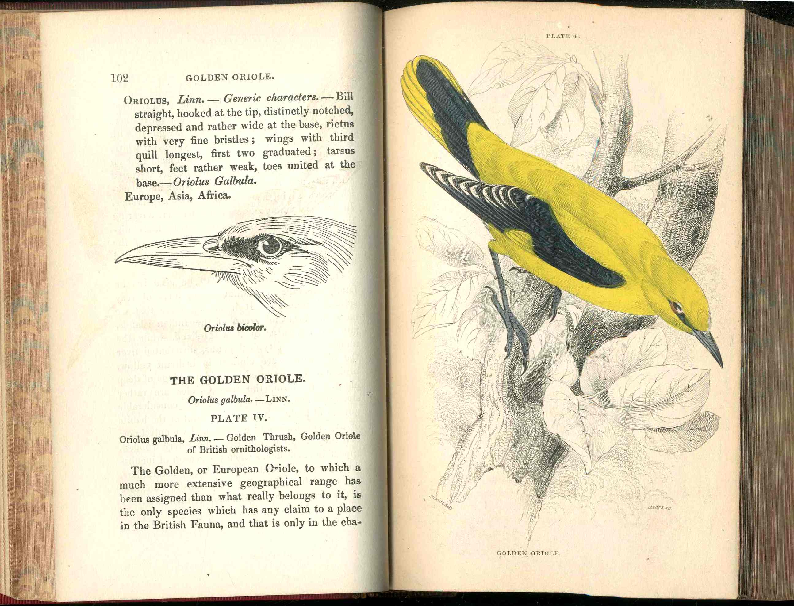 Jardine Naturalist's Library Birds Great Britain 1876 4 Book Set