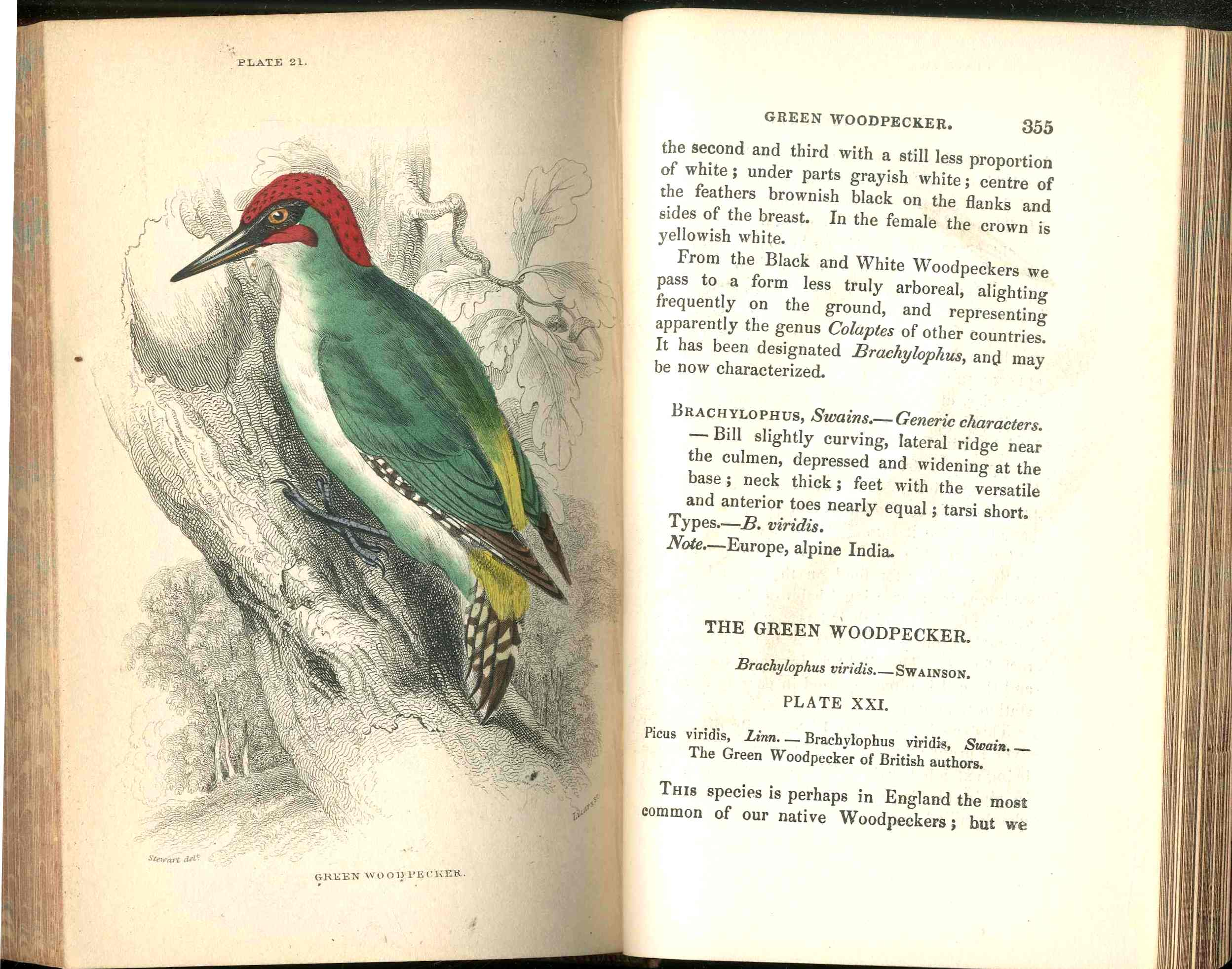 Jardine Naturalist's Library Birds Great Britain 1876 4 Book Set