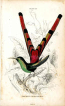 Jardine Naturalists Library Hummingbird Trochilus Sparganurus - Panteek Antique Prints