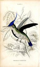 Jardine Naturalists Library Hummingbird Trochilus Loddigesii - Panteek Antique Prints