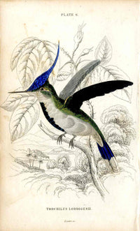 Jardine Naturalists Library Hummingbird Trochilus Loddigesii - Panteek Antique Prints