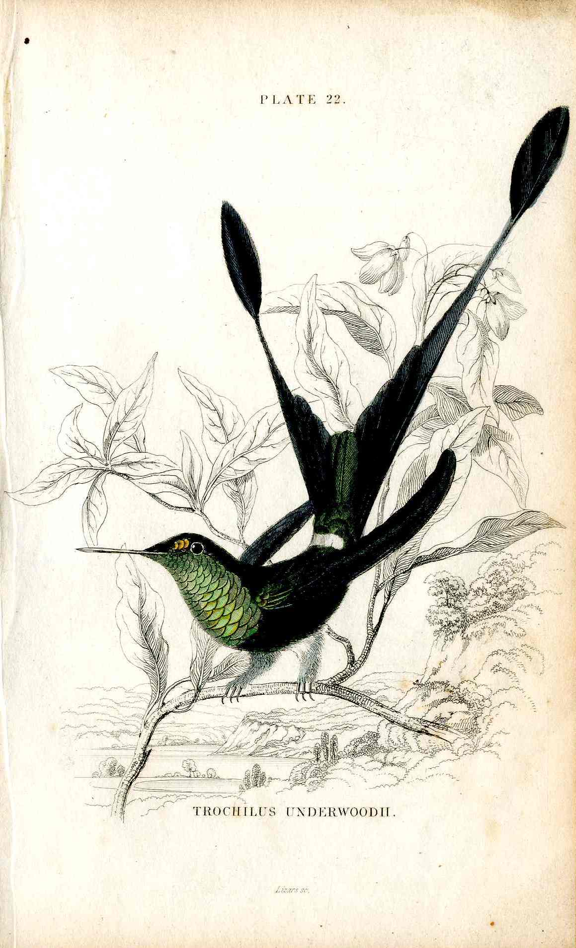 Jardine Naturalists Library Hummingbird Trochilus Underwoodii