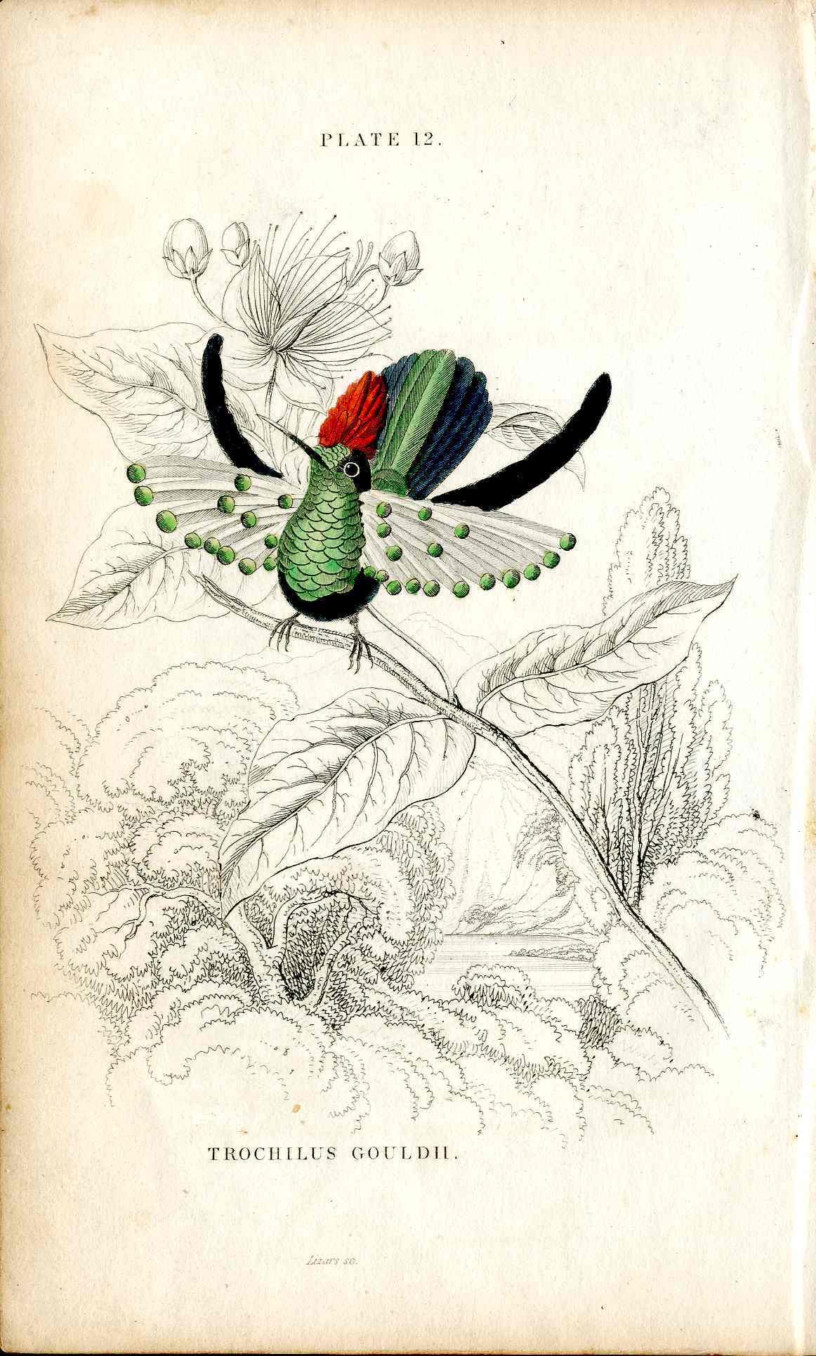 Jardine Naturalists Library Hummingbird Trochilus Gouldii