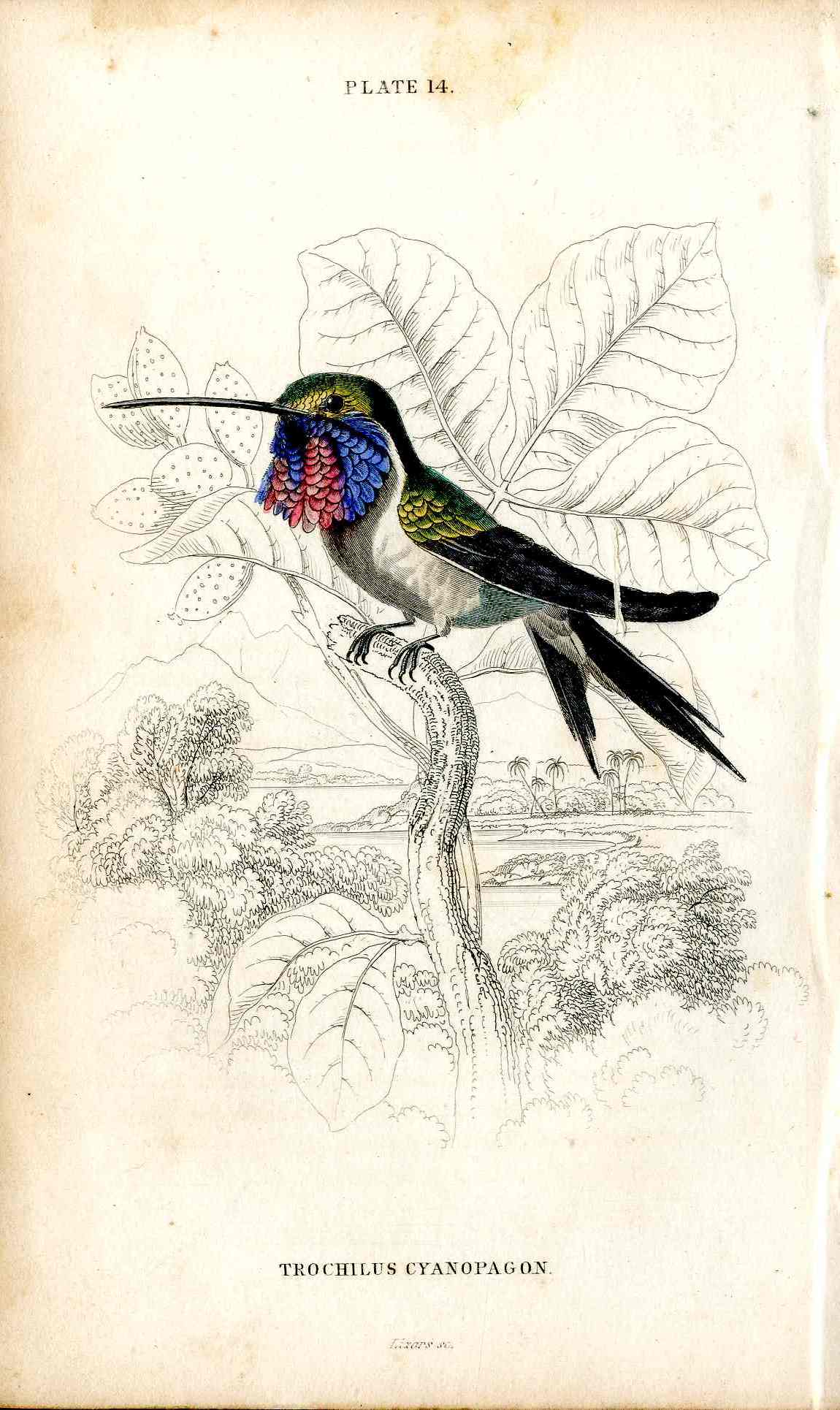 Jardine Naturalists Library Hummingbird Trochilus Cyanopagon