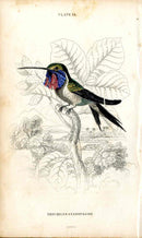 Jardine Naturalists Library Hummingbird Trochilus Cyanopagon - Panteek Antique Prints