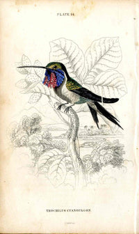 Jardine Naturalists Library Hummingbird Trochilus Cyanopagon - Panteek Antique Prints