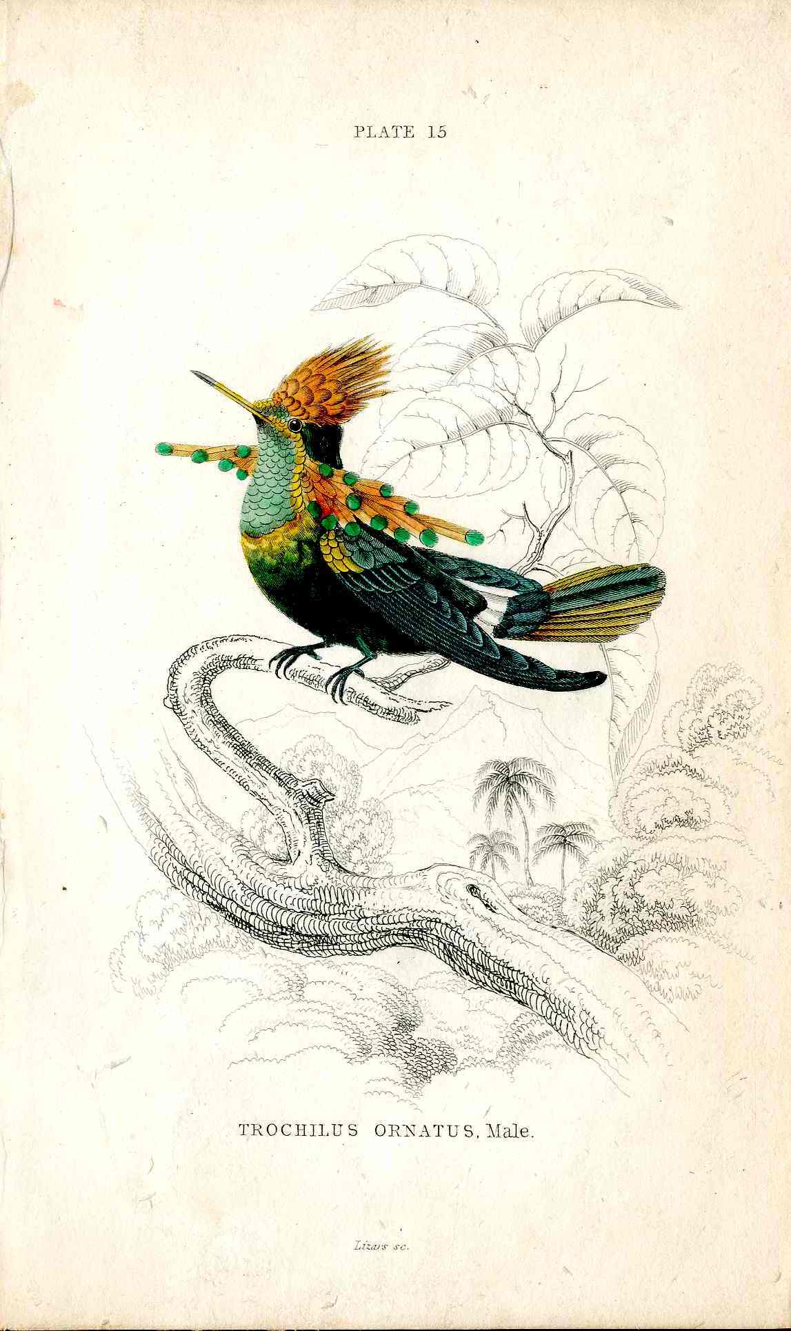 Jardine Naturalists Library Hummingbird Trochilus Ornatus, Male