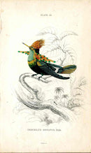 Jardine Naturalists Library Hummingbird Trochilus Ornatus, Male - Panteek Antique Prints