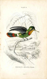 Jardine Naturalists Library Hummingbird Trochilus Ornatus, Female - Panteek Antique Prints