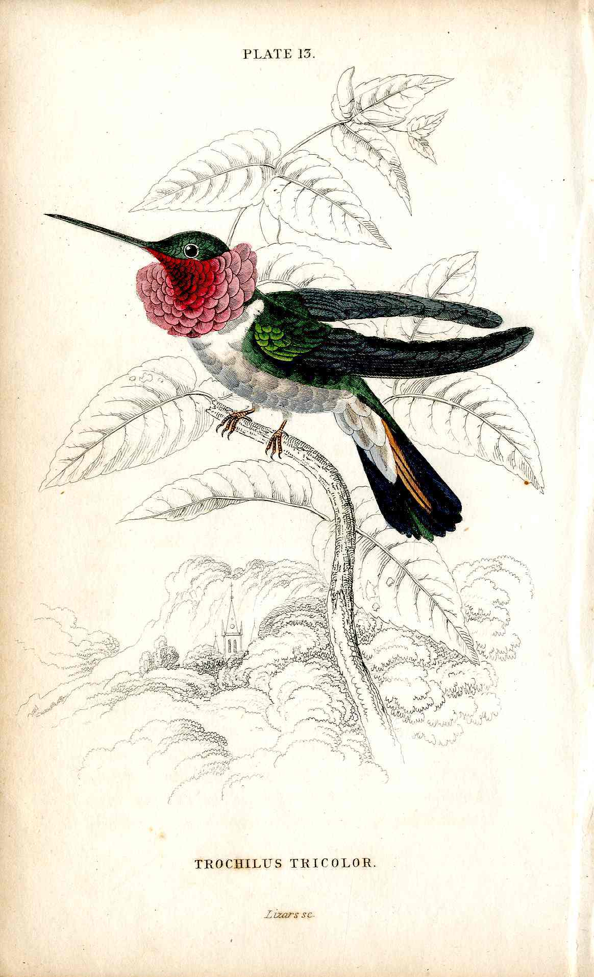 Jardine Naturalists Library Hummingbird Trochilus Tricolor