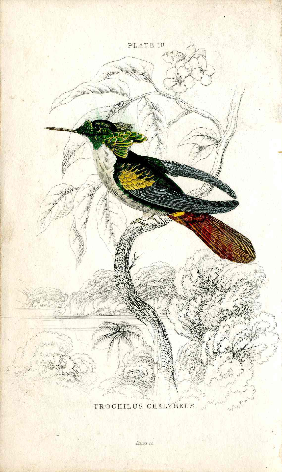 Jardine Naturalists Library Hummingbird Trochilus Chalybeus