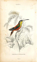 Jardine Naturalists Library Hummingbird Trochilus Rufigaster - Panteek Antique Prints