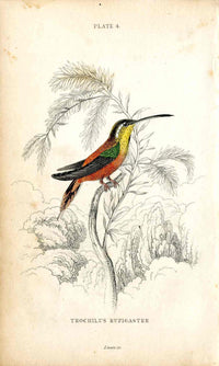 Jardine Naturalists Library Hummingbird Trochilus Rufigaster - Panteek Antique Prints