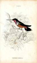 Jardine Naturalists Library Hummingbird Trochilus Orthura - Panteek Antique Prints