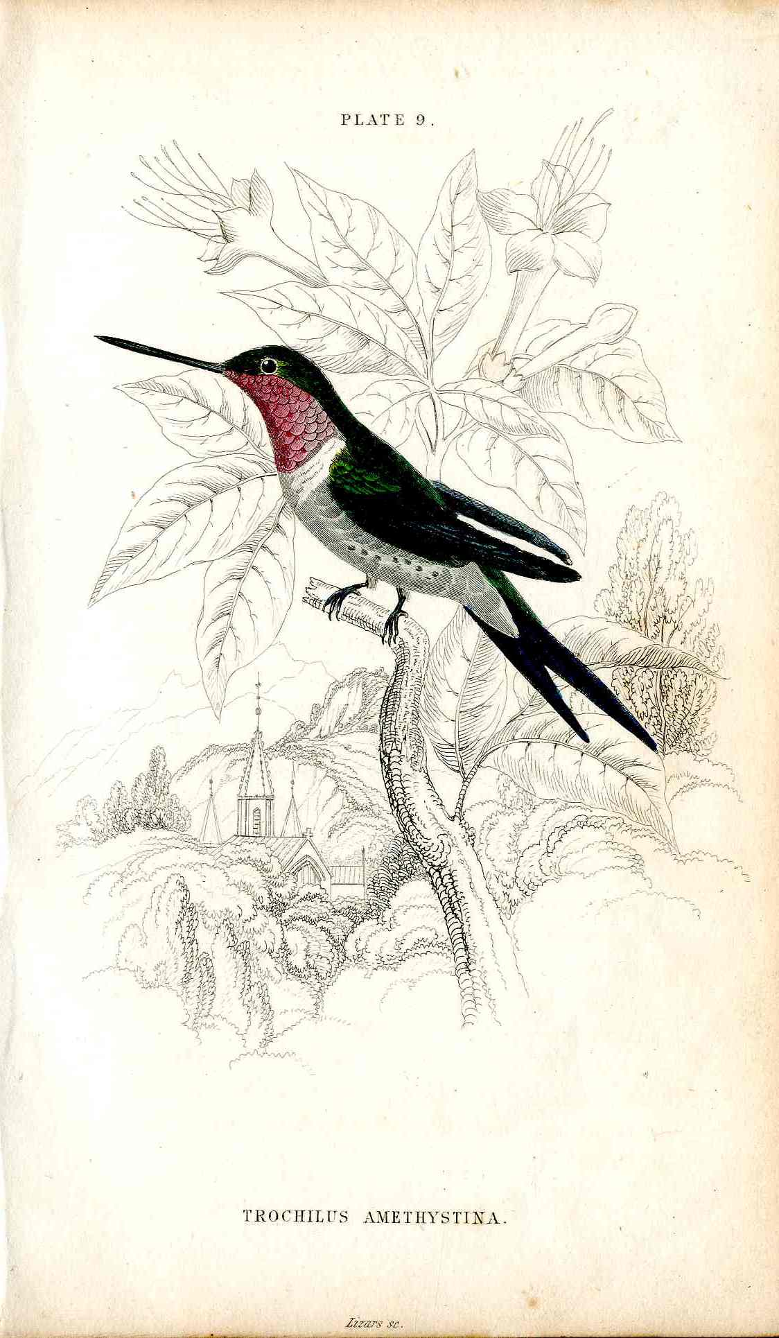 Jardine Naturalists Library Hummingbird Trochilus Amethystina