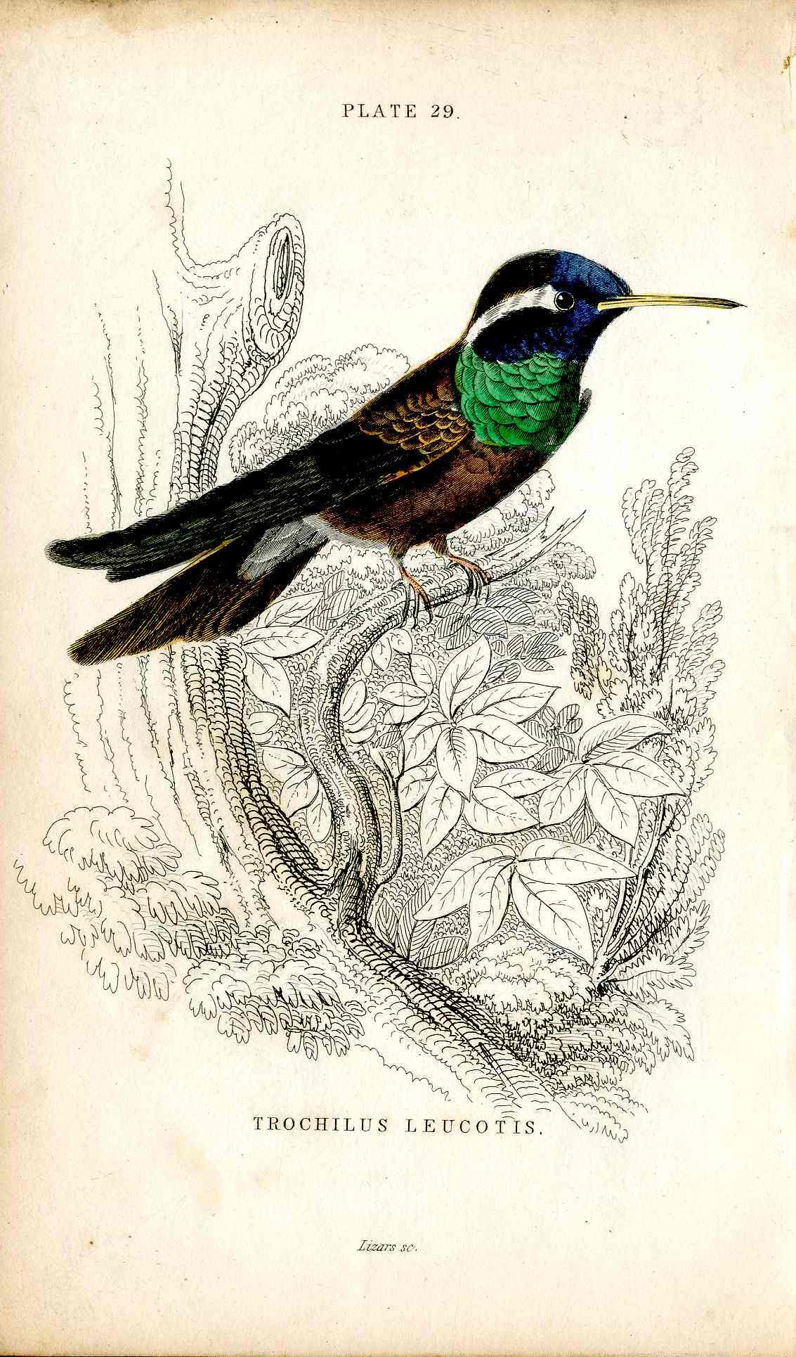 Jardine Naturalists Library Hummingbird Trochilus Leucotis
