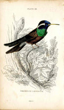 Jardine Naturalists Library Hummingbird Trochilus Leucotis - Panteek Antique Prints