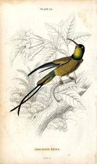 Jardine Naturalists Library Hummingbird Trochilus Pella - Panteek Antique Prints