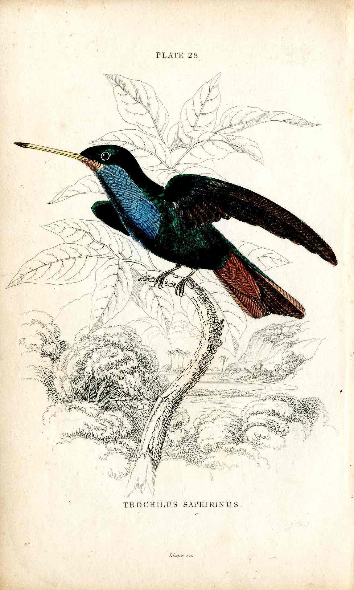 Jardine Naturalists Library Hummingbird Trochilus Saphirinus