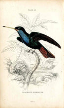 Jardine Naturalists Library Hummingbird Trochilus Saphirinus - Panteek Antique Prints