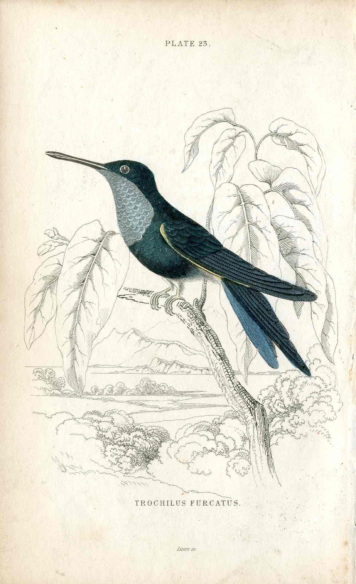 Jardine Naturalists Library Hummingbird Trochilus Furcatus