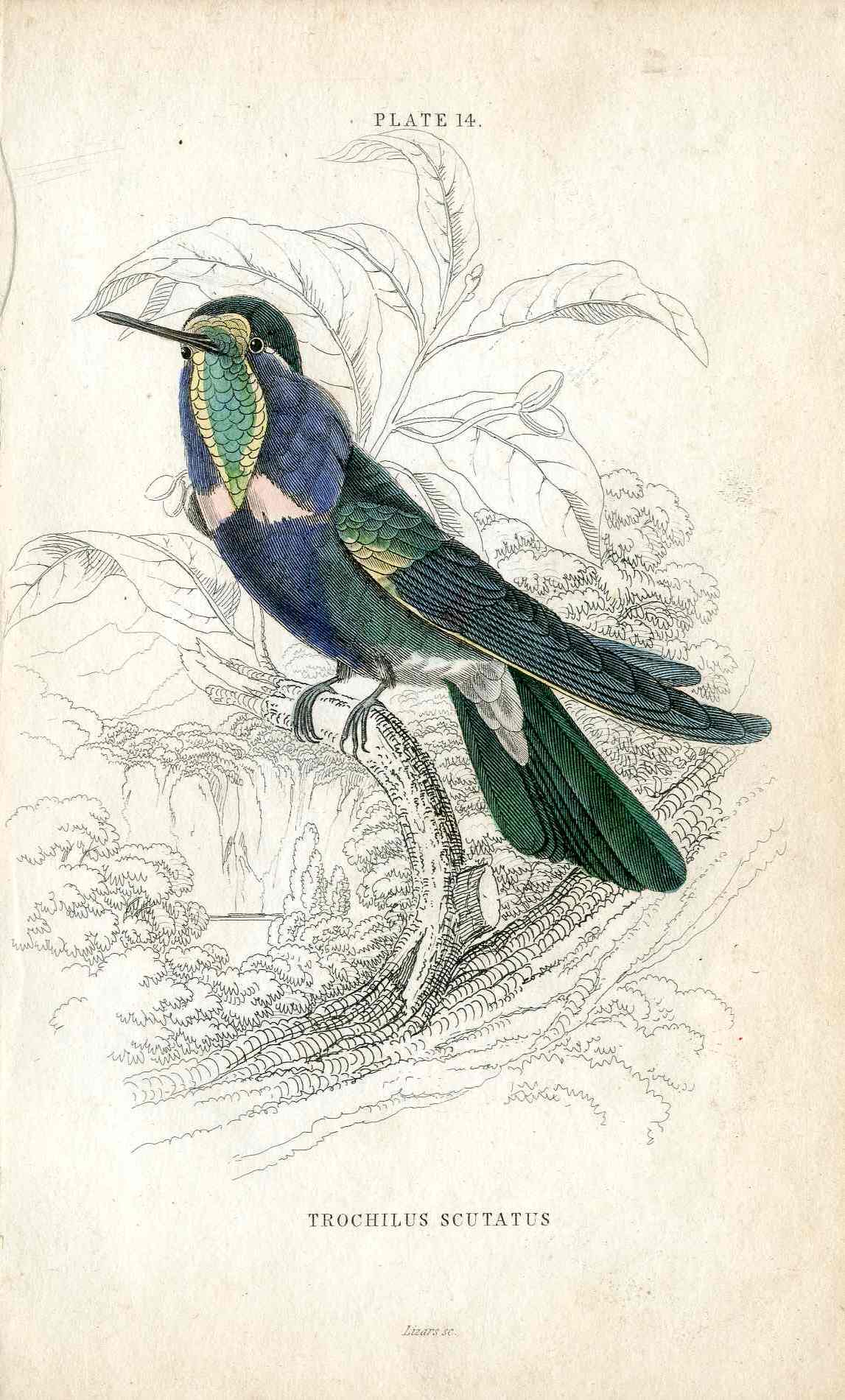 Jardine Naturalists Library Hummingbird Trochilus Scutatus