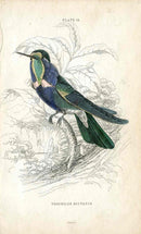 Jardine Naturalists Library Hummingbird Trochilus Scutatus - Panteek Antique Prints
