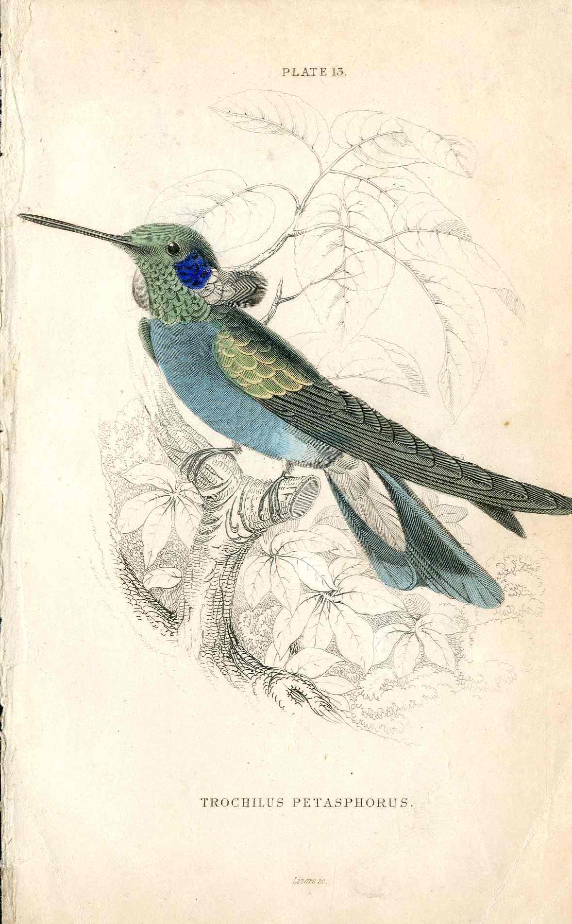 Jardine Naturalists Library Hummingbird Trochilus Petasphorus