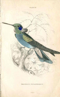 Jardine Naturalists Library Hummingbird Trochilus Petasphorus - Panteek Antique Prints