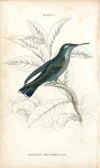 Jardine Naturalists Library Hummingbird Trochilus Delalandii, Female - Panteek Antique Prints