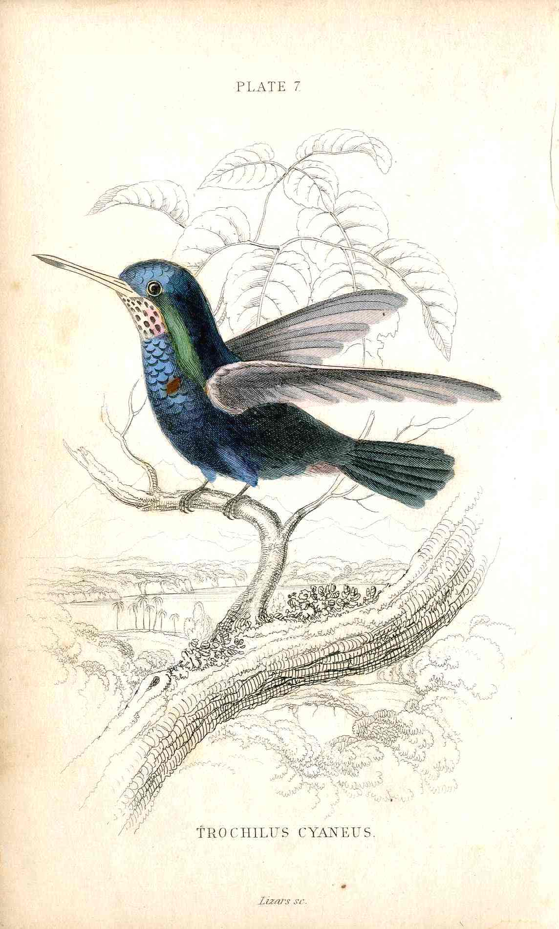 Jardine Naturalists Library Hummingbird Trochilus Cyaneus