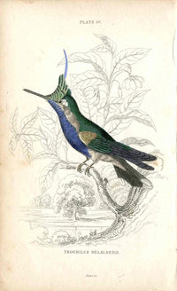 Jardine Naturalists Library Hummingbird Trochilus Delalandii - Panteek Antique Prints