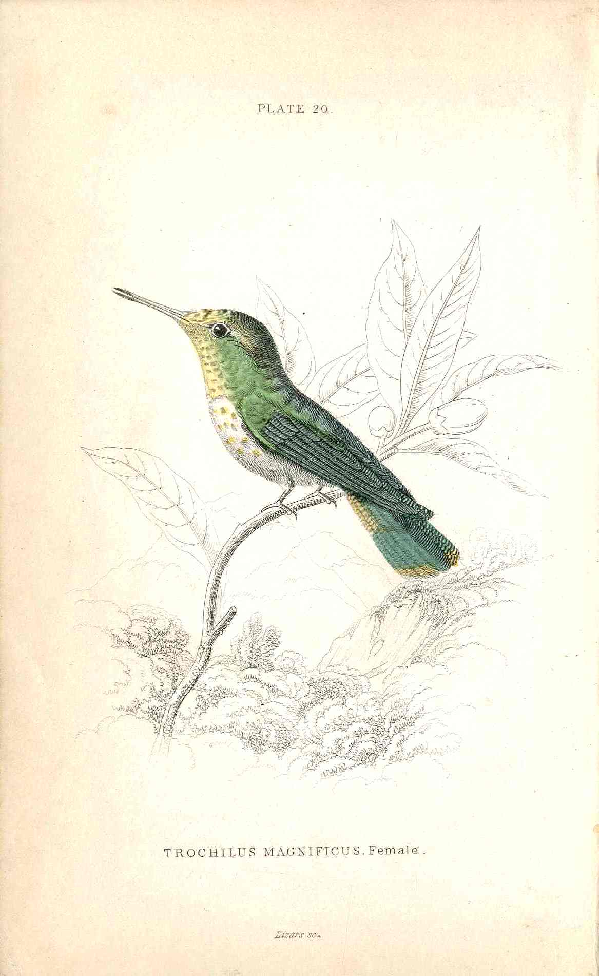 Jardine Naturalists Library Hummingbird Trochilus Magnificus, Female