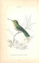 Jardine Naturalists Library Hummingbird Trochilus Magnificus, Female - Panteek Antique Prints