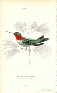Jardine Naturalists Library Hummingbird Trochilus Colubris - Panteek Antique Prints