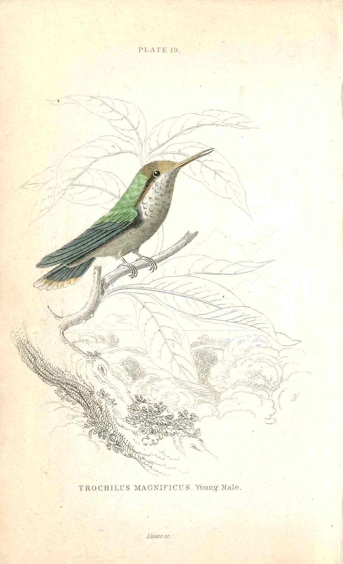 Jardine Naturalists Library Hummingbird Trochilus Magnificus, Young Male