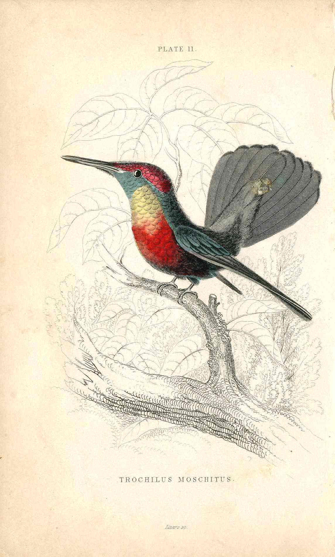 Jardine Naturalists Library Hummingbird Trochilus Moschitus