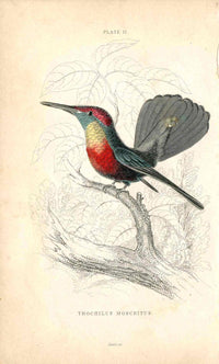 Jardine Naturalists Library Hummingbird Trochilus Moschitus - Panteek Antique Prints